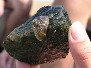 Zebra mussel prevention efforts