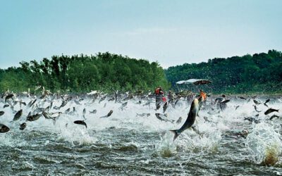 Media outlets give more attention to Asian Carp problem