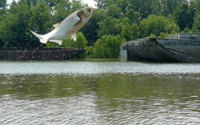 DNR Issues update on Asian carp situation