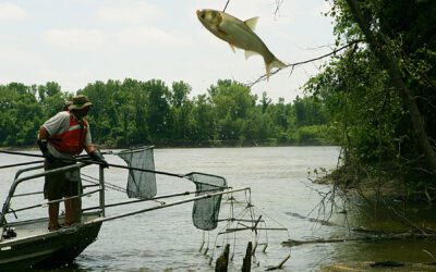 Nebraska law cracks down on invasive carp