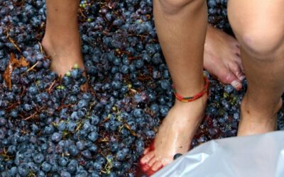 Little Swan Lake Winery hosts grape festival