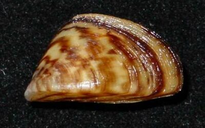 Zebra Mussel collected in Iowa Great Lakes