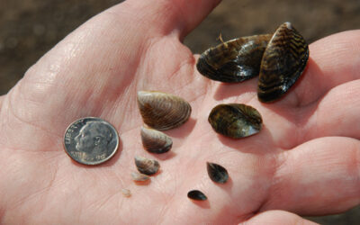 Additional zebra mussels collected in Lakes area